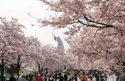 3 điểm ngắm hoa anh đào Nhật Bản lý tưởng cho mùa hoa 2025