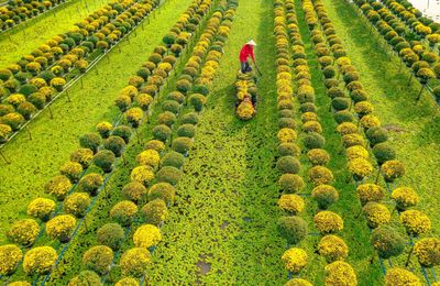Du lịch Đồng Tháp có gì chơi? Top điểm đến đẹp mê hồn