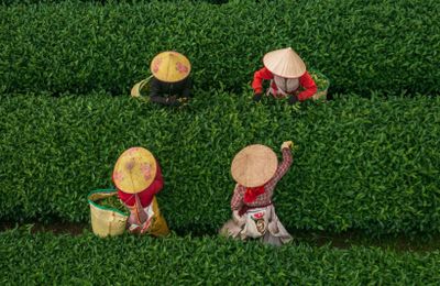 Mộc Châu–Vùng đất của những lá trà nhất phẩm