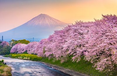Top 7 tour Nhật Bản ngắm hoa anh đào 2026 hấp dẫn tại iVIVU.com