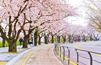 Top 3 tour Hàn Quốc ngắm hoa anh đào 2026 được yêu thích