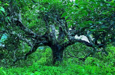 Tinh hoa trà Hoàng Su Phì: Hương rừng, vị núi, hồn đất