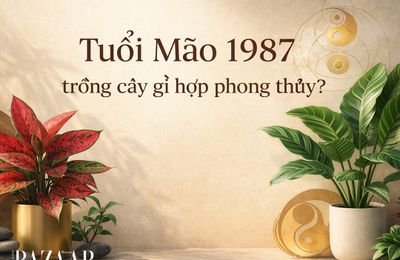 Tuổi Mão 1987 nên trồng cây gì? Cách chọn cây phong thủy mang lại tài lộc