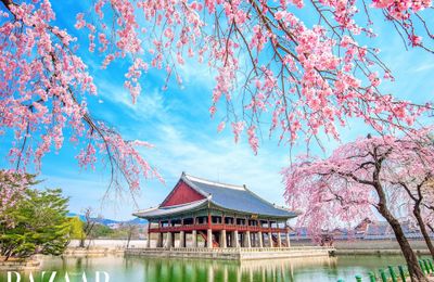 Mùa hoa anh đào ở Hàn Quốc năm 2026 diễn ra khi nào?