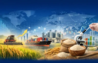 Điều hành sản xuất và tiêu thụ lúa gạo trước biến động thị trường lương thực toàn cầu