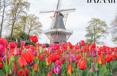 Lễ hội hoa tulip Keukenhof 2026 ở Hà Lan có gì đặc sắc?