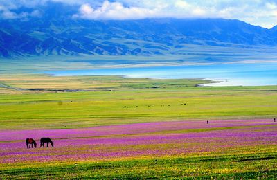 Trải nghiệm mùa hè rực rỡ với tour Bắc Tân Cương trọn gói
