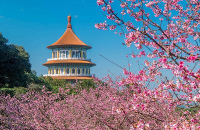 Hoa anh đào Đài Loan: top 4 địa điểm ngắm hoa nổi tiếng