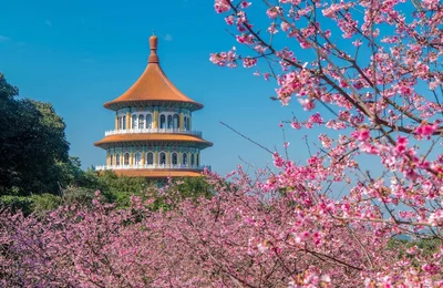 Hoa anh đào Đài Loan: top 4 địa điểm ngắm hoa nổi tiếng