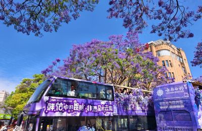 Top 3 tour Côn Minh ngắm hoa phượng tím khởi hành từ Hà Nội