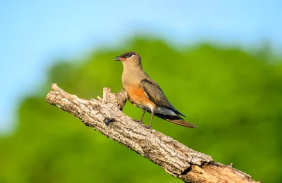 Top 11 điểm du lịch ngắm chim đẹp nhất thế giới