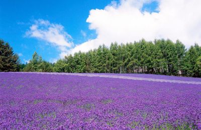 Top 4 tour Hokkaido – Nhật Bản nổi bật không thể bỏ lỡ mùa hè này