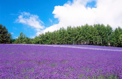 Top 4 tour Hokkaido – Nhật Bản nổi bật không thể bỏ lỡ mùa hè này