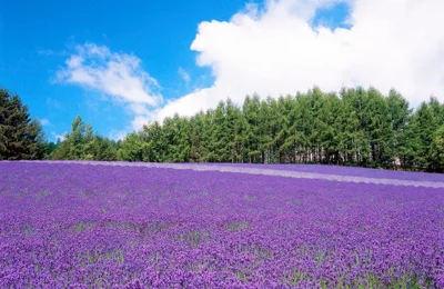 Top 4 tour Hokkaido – Nhật Bản nổi bật không thể bỏ lỡ mùa hè này
