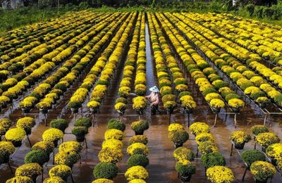 Sắc xuân miền Nam qua những làng hoa