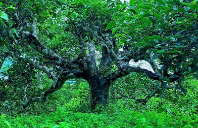 Tinh hoa trà Hoàng Su Phì: Hương rừng, vị núi, hồn đất