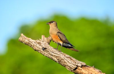 Top 11 điểm du lịch ngắm chim đẹp nhất thế giới