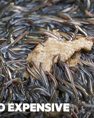 Vì sao Unagi là món ăn đắt tiền của Nhật Bản?