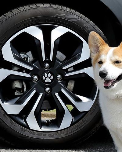 Honda phát hành phụ kiện ô tô theo chủ đề thú cưng