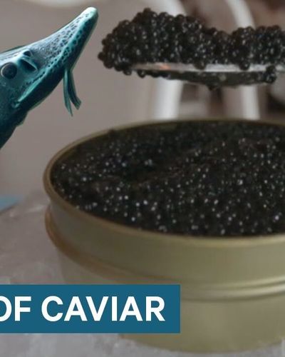 Tại sao trứng cá muối lại đắt như vậy ?