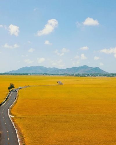 Con đường giữa cánh đồng vàng ruộm ở Vũng Tàu gây sốt