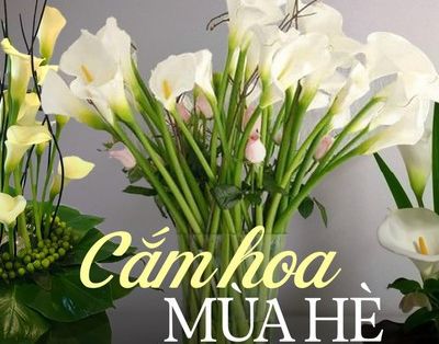 Loài hoa “đỏng đảnh” nhưng nhất định phải cắm vào mùa hè, ưa sáng, chịu được nhiệt độ cao, độ bền lên tới 15 ngày