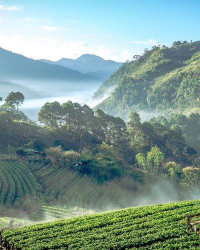 Lạc lối ở Chiang Mai - Đóa hồng phương Bắc Thái Lan