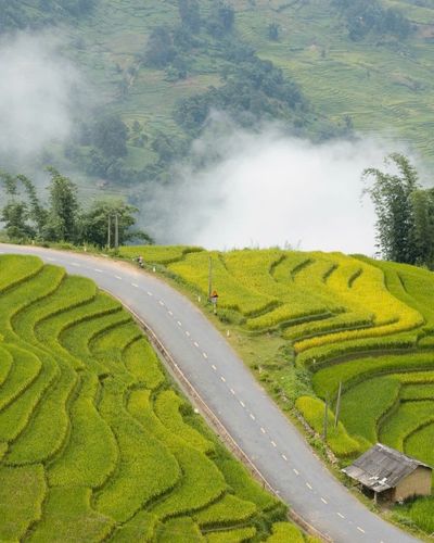 Góc cua "triệu view" phủ vàng mùa lúa chín ở Lào Cai như lạc vào tiên cảnh