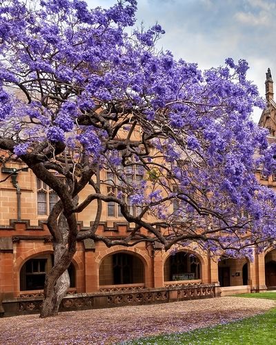 ‘Bỏ túi’ 10 địa điểm ngắm hoa phượng tím đẹp ở Sydney – Úc