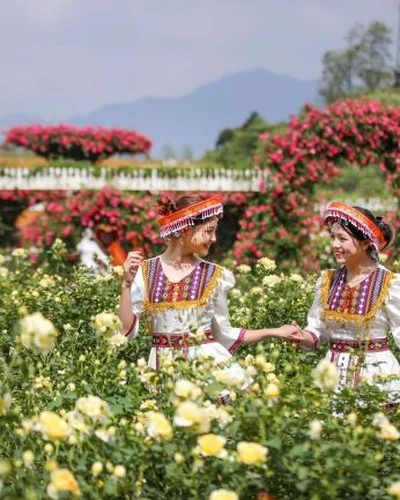 Độc đáo đồi hoa anh đào giữa núi rừng Tây Bắc