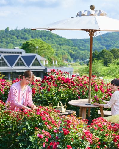 Du lịch Nhật Bản tháng 6 với top 8 khu vườn hoa hồng nổi tiếng