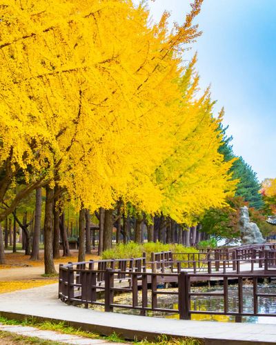 Top 4 tour mùa thu 2025 không thể bỏ lỡ – Trải nghiệm khó quên