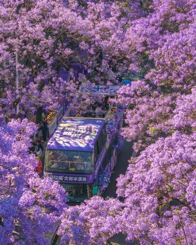 Top 5 tour Côn Minh mùa phượng tím khởi hành từ Hà Nội & TP.HCM “hot” nhất 2026