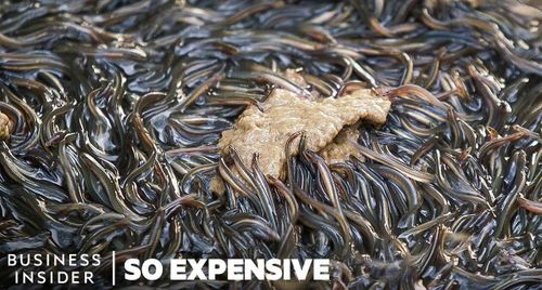 Vì sao Unagi là món ăn đắt tiền của Nhật Bản?