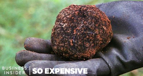 Vì sao Truffle là loại nấm đắt đỏ nhất thế giới?
