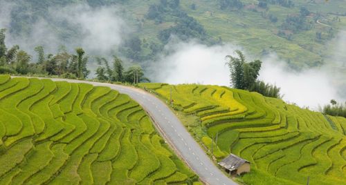 Góc cua "triệu view" phủ vàng mùa lúa chín ở Lào Cai như lạc vào tiên cảnh