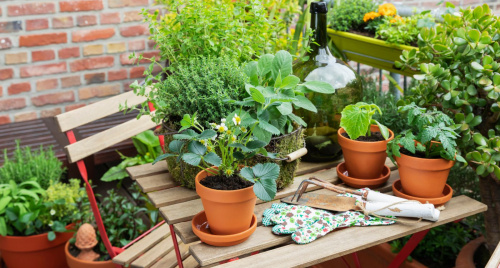 22+ cây phong thủy ban công hút tài lộc, xua xui rủi