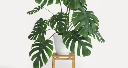 11 cây phong thủy “gọi tài lộc”: Đặt đúng chỗ, vận mệnh lên hương