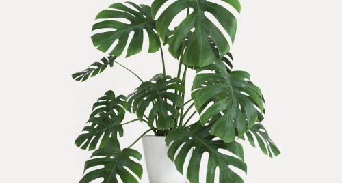 11 cây phong thủy “gọi tài lộc”: Đặt đúng chỗ, vận mệnh lên hương