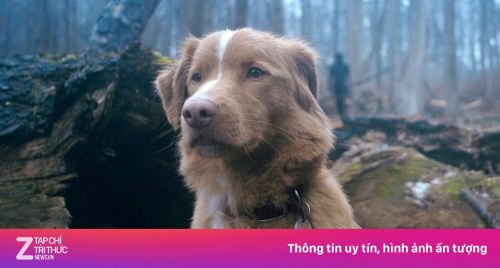 Cú sốc chó đóng phim