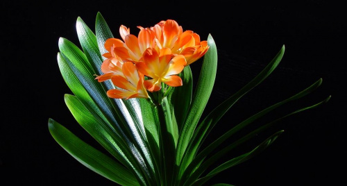 10 loại cây “hợp vía” người mệnh Thổ, may mắn gõ cửa cả năm