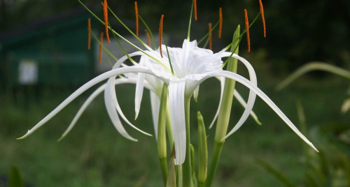 Cây đại tướng quân: Lá bùa phong thủy của người bản lĩnh