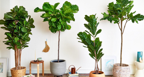 Mệnh Mộc đừng bỏ lỡ 10+ loài cây “hút lộc như nam châm” này