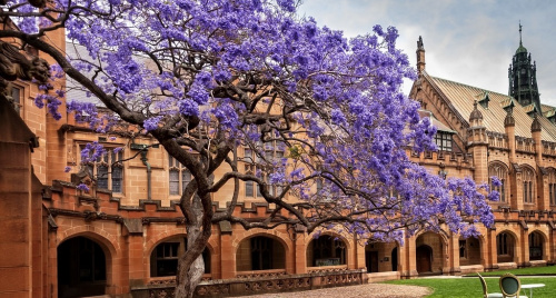 ‘Bỏ túi’ 10 địa điểm ngắm hoa phượng tím đẹp ở Sydney – Úc