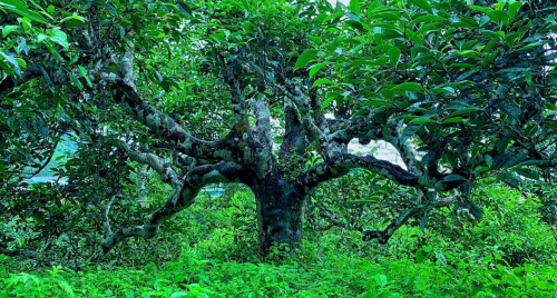 Tinh hoa trà Hoàng Su Phì: Hương rừng, vị núi, hồn đất