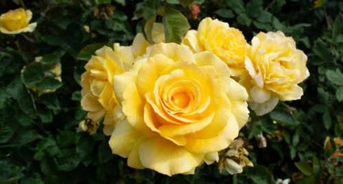 Hoa hợp mệnh Kim thu hút tài lộc: Top 10 loài hoa mang lại may mắn