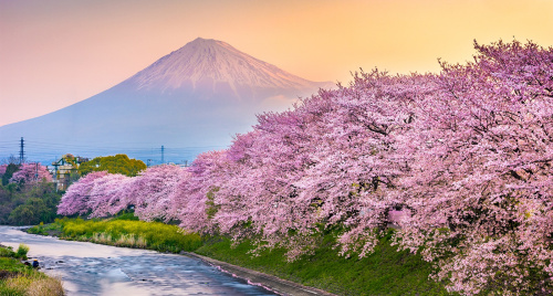 Top 7 tour Nhật Bản ngắm hoa anh đào 2026 hấp dẫn tại iVIVU.com