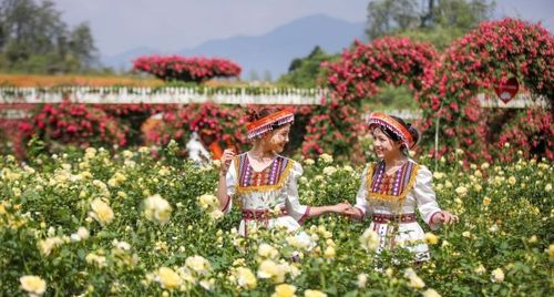 Độc đáo đồi hoa anh đào giữa núi rừng Tây Bắc