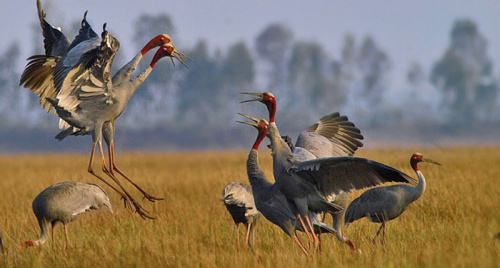 Du lịch Đồng Tháp – Đòn bẩy giúp người dân vươn lên làm giàu