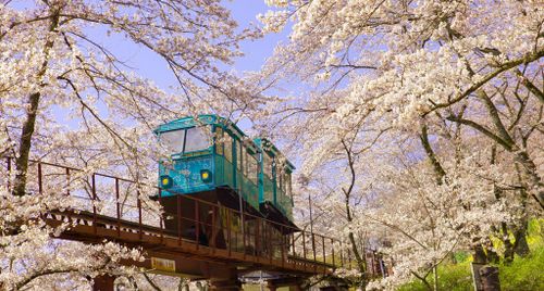 5 địa điểm ngắm hoa anh đào độc đáo ít người biết ở Nhật Bản